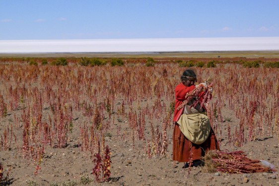 042 - La Donna della Quinoa - Tahua - Bolivia.jpg